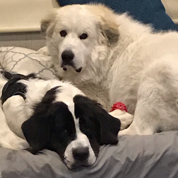 Meet your Posher, Ashley - Picture 1 of 1